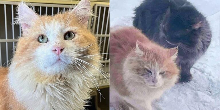 Community Brought Stray Cat Inside from Harsh Weather and Never Stopped Looking for His Best Friend
