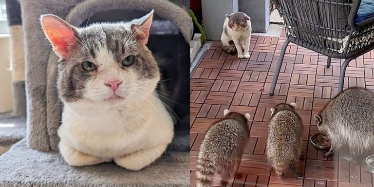 Big Cheeked Cat Had to Compete with Other Animals Outside for Food, Now is the Boss of the House