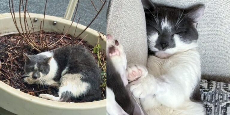 Cat Found Cold and Wet in a Planter by the Street, 2 Months Later His Life Completely Turned Around