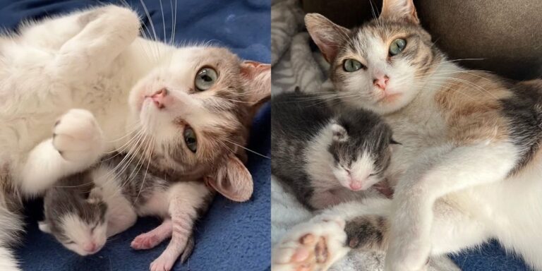 Kind Person Provides Safety to Cat from Wind and Rain, Wakes Up to Miracle Kitten in the Room One Morning